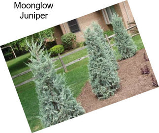 Moonglow Juniper