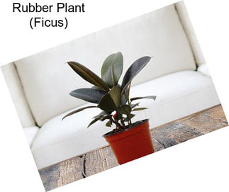 Rubber Plant (Ficus)