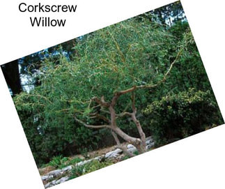 Corkscrew Willow