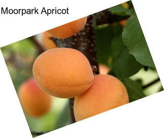 Moorpark Apricot