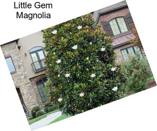 Little Gem Magnolia