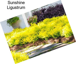 Sunshine Ligustrum