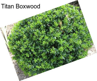 Titan Boxwood