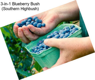 3-in-1 Blueberry Bush (Southern Highbush)