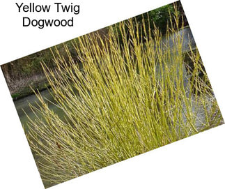 Yellow Twig Dogwood