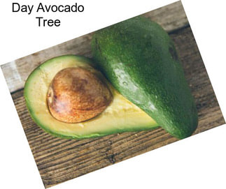 Day Avocado Tree