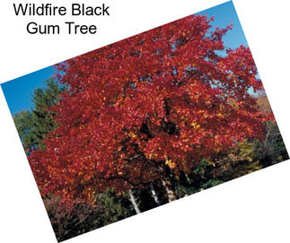 Wildfire Black Gum Tree