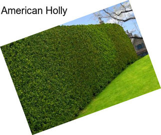 American Holly