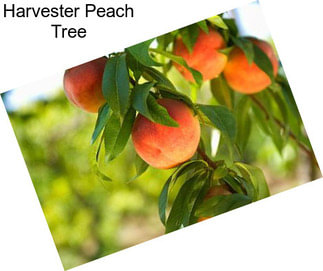 Harvester Peach Tree