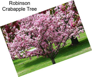 Robinson Crabapple Tree