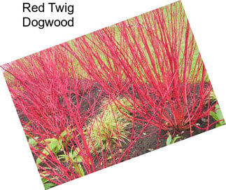 Red Twig Dogwood