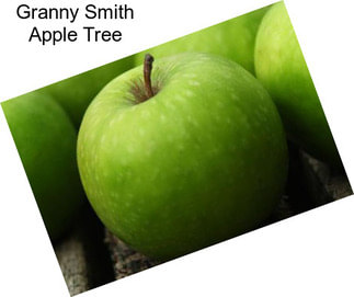 Granny Smith Apple Tree