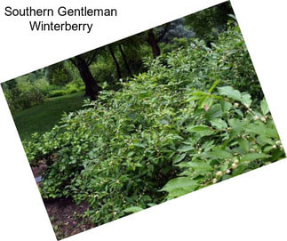 Southern Gentleman Winterberry