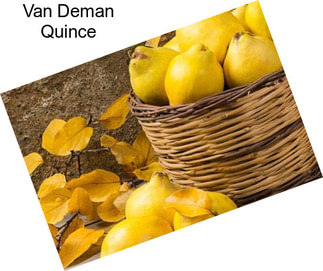 Van Deman Quince