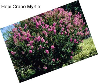 Hopi Crape Myrtle