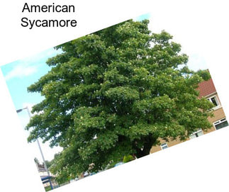 American Sycamore