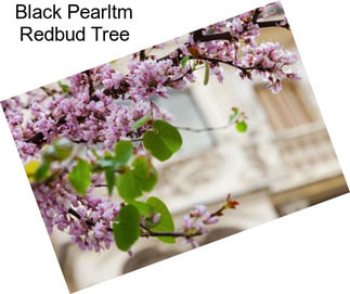 Black Pearltm Redbud Tree