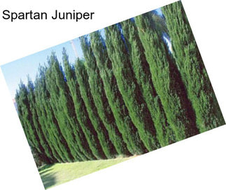 Spartan Juniper