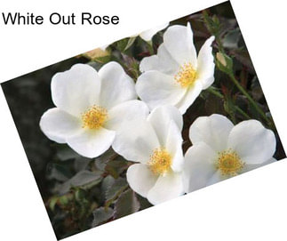 White Out Rose