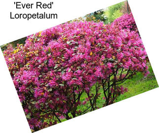 \'Ever Red\' Loropetalum