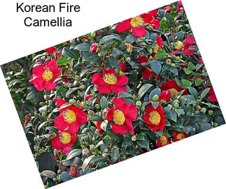 Korean Fire Camellia