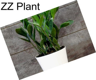 ZZ Plant
