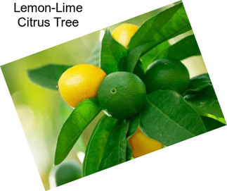 Lemon-Lime Citrus Tree