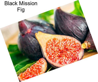 Black Mission Fig