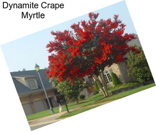 Dynamite Crape Myrtle