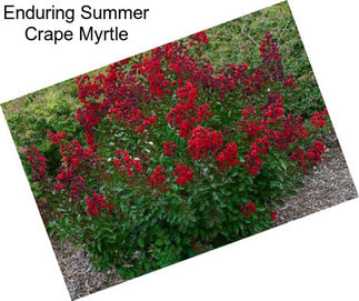 Enduring Summer Crape Myrtle