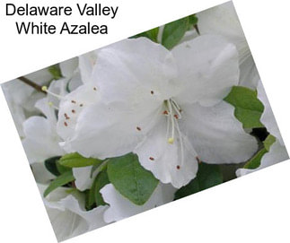 Delaware Valley White Azalea