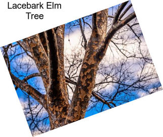 Lacebark Elm Tree