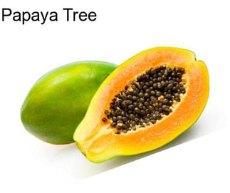 Papaya Tree