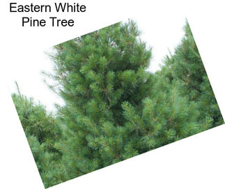 Eastern White Pine Tree