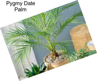 Pygmy Date Palm