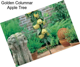 Golden Columnar Apple Tree