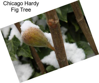Chicago Hardy Fig Tree