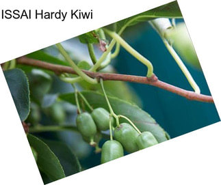 ISSAI Hardy Kiwi