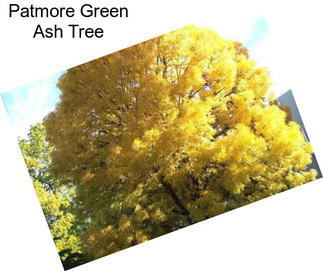 Patmore Green Ash Tree