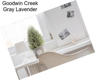 Goodwin Creek Gray Lavender