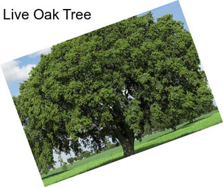 Live Oak Tree