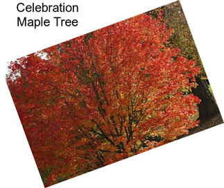 Celebration Maple Tree