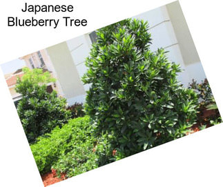 Japanese Blueberry Tree