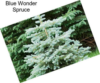 Blue Wonder Spruce