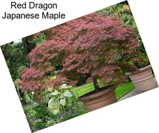 Red Dragon Japanese Maple