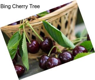 Bing Cherry Tree