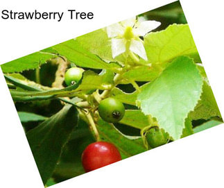 Strawberry Tree