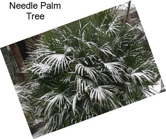 Needle Palm Tree