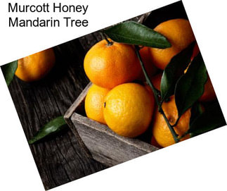 Murcott Honey Mandarin Tree