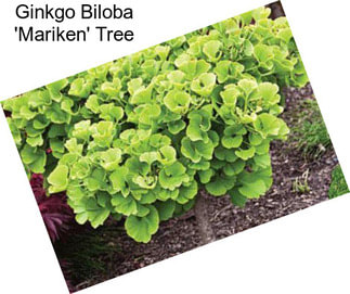 Ginkgo Biloba \'Mariken\' Tree